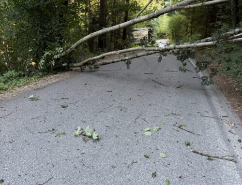 03.08.2026 – Baumbergung auf der Gemeindestraße
