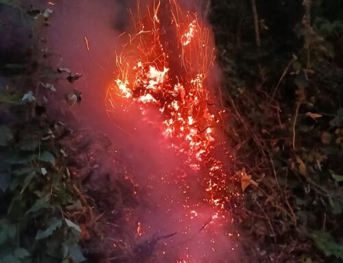 28.09.2026 – Waldbrand in Festenburg